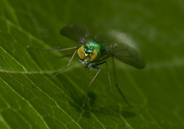 long-legged_fly9438.jpg