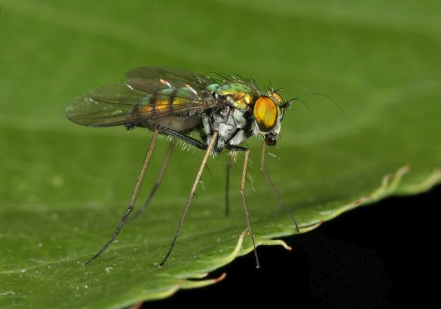 long-legged_fly_9467.jpg