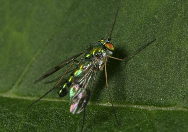 long-legged_fly_9471.jpg