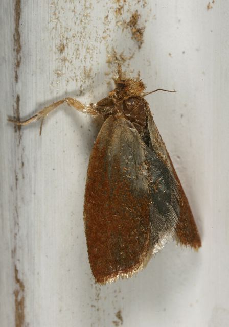 moth_9527.jpg