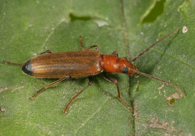 nacerdes_melanura_9530.jpg