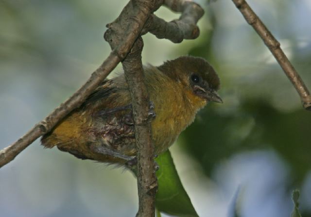 oriole_9416.jpg