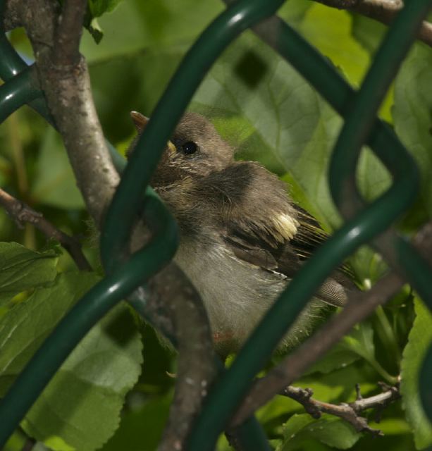 redstart_9460.jpg