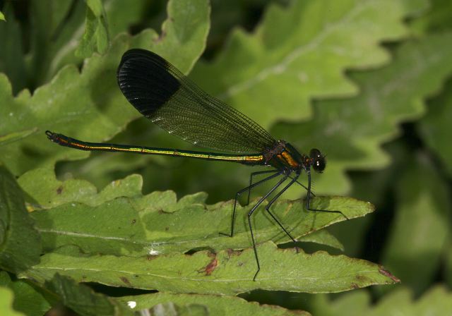 river_jewelwing_9304.jpg