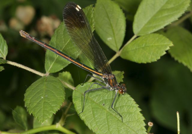 river_jewelwing_9308.jpg