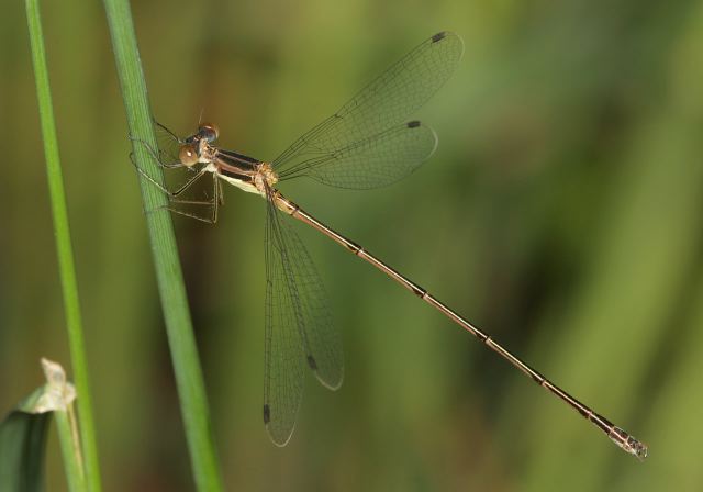 slender_spreadwing9455.jpg