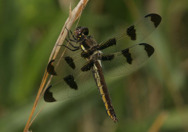 twelve-spotted_skimmer9329.jpg