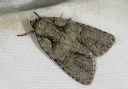 acronicta_0282