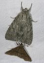 acronicta_and_renia_0179