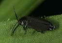 beetle_0145