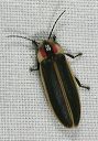 beetle_9743