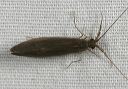 caddisfly_z9722