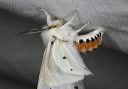 spilosoma_0273