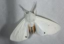 spilosoma_0276