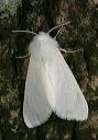 spilosoma_0325