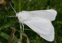 spilosoma_9866