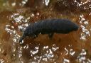 springtail_0038