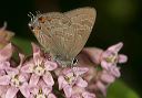 striped_hairstreak_0089