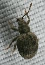 weevil_9823