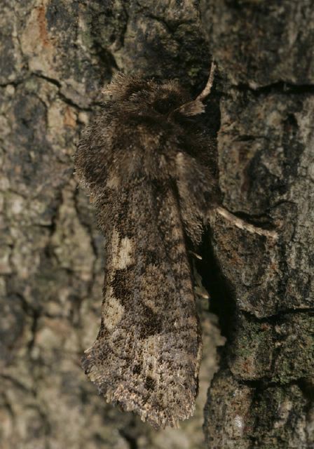 Acrolophus popeanella Acrolophidae