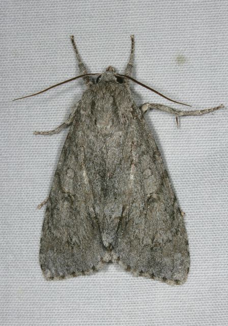 Acronicta americana Noctuidae