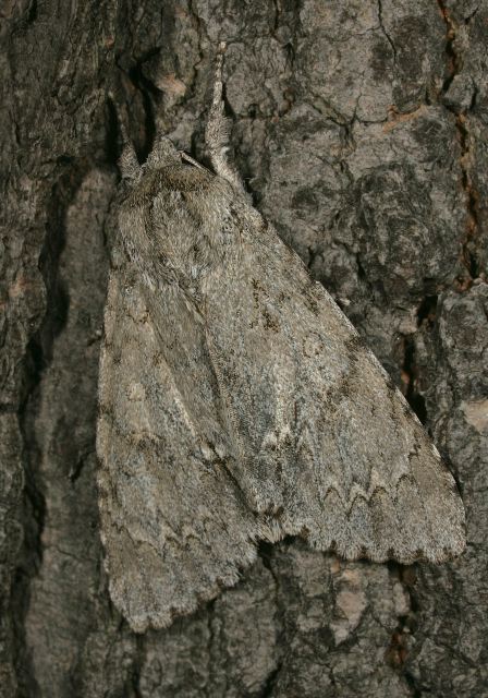 Acronicta americana Noctuidae