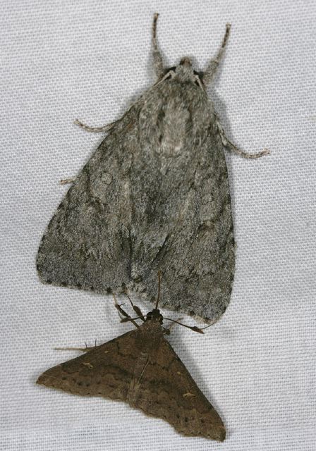 Acronicta americana Noctuidae