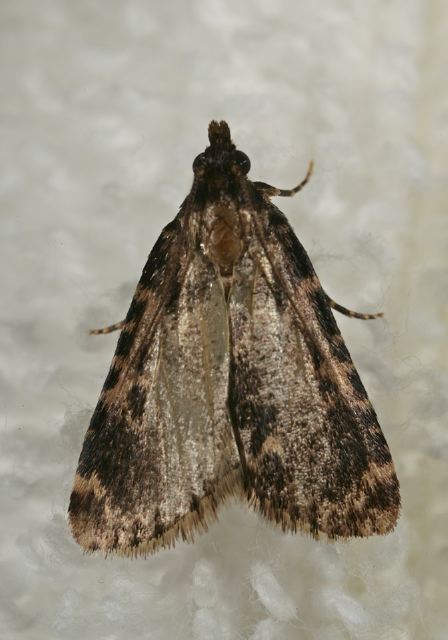 Aglossa caprealis Pyralidae