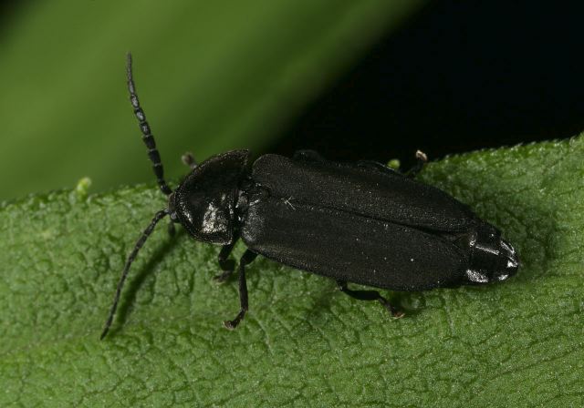   Lampyridae