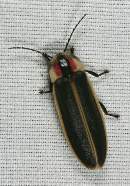 Photinus sp Lampyridae