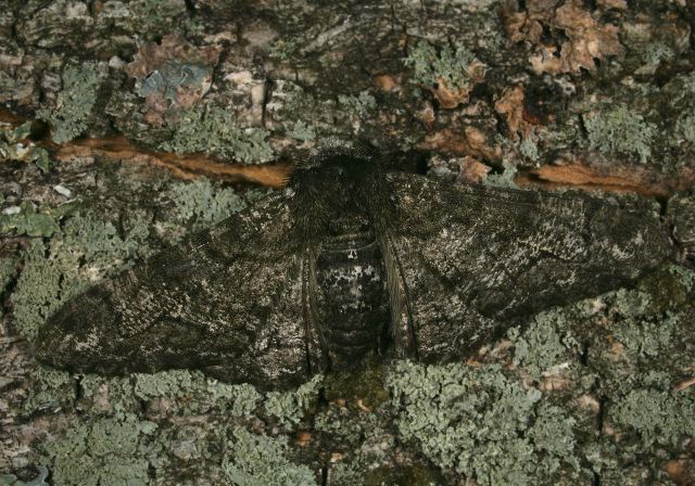 Biston betularia Geometridae