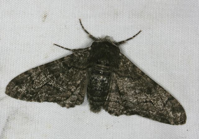 Biston betularia Geometridae