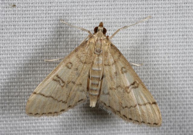 Blepharomastix ranalis Crambidae