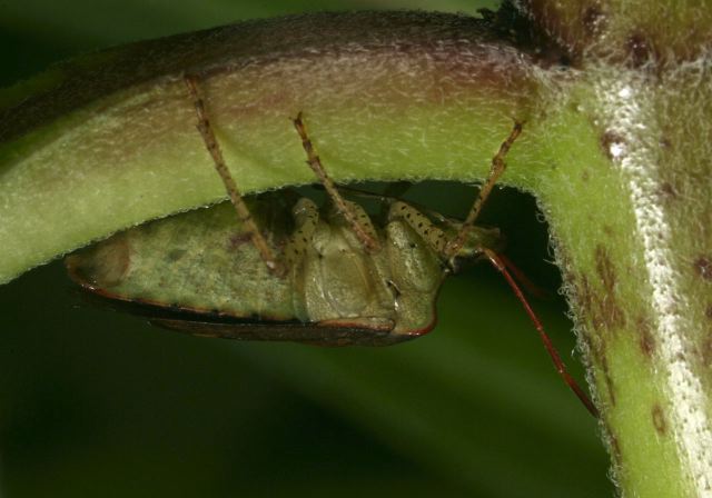   Pentatomidae