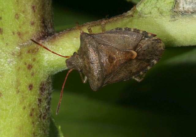   Pentatomidae