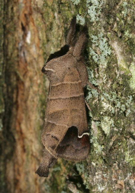 Clostera albosigma Notodontidae