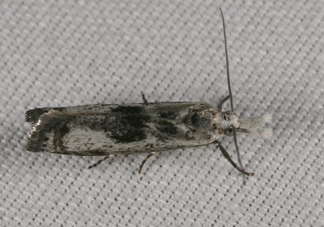 Microcrambus elegans Crambidae