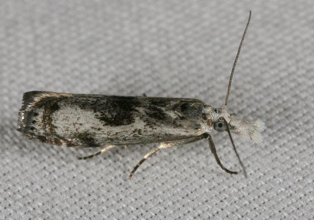 Microcrambus elegans Crambidae