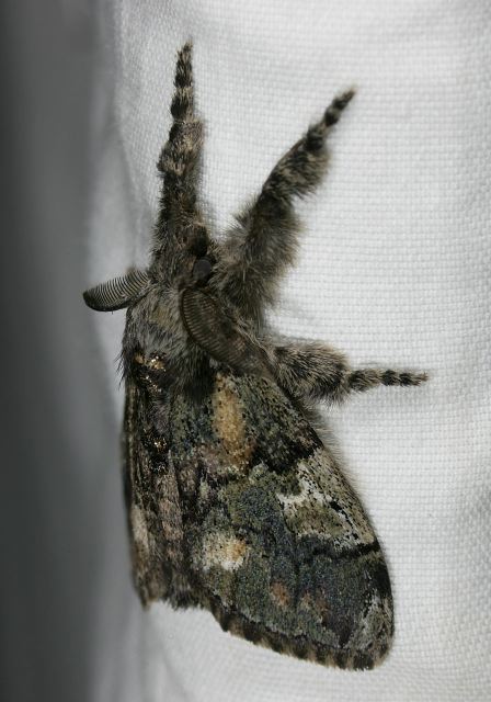 Dasychira basiflava Lymantriidae