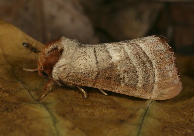 Datana sp Notodontidae