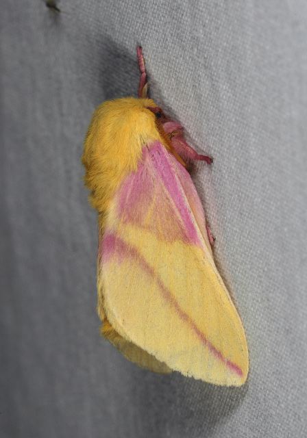 Dryocampa rubicunda Saturniidae