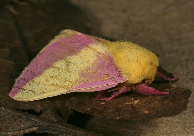 Dryocampa rubicunda Saturniidae