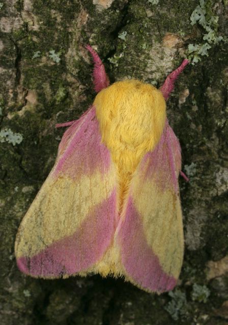 Dryocampa rubicunda Saturniidae