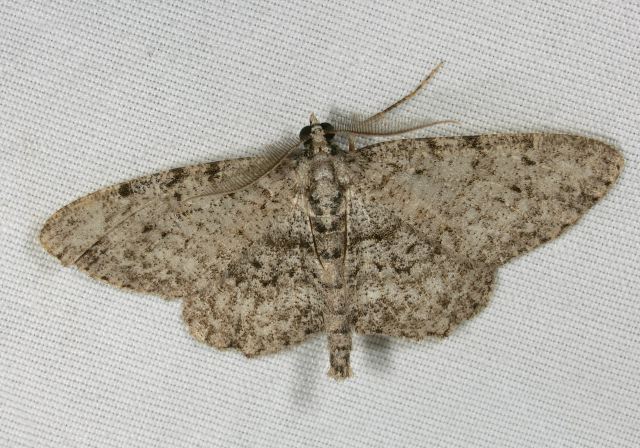 Ectropis crepuscularia Geometridae