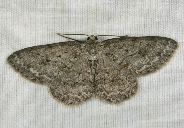 Ectropis crepuscularia Geometridae