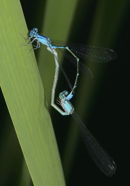 Enallagma traviatum Coenagrionidae