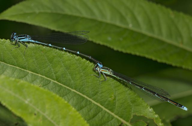 Enallagma exsulans Coenagrionidae