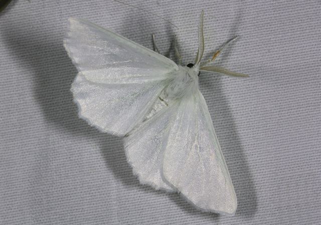 Ennomos subsignaria Geometridae