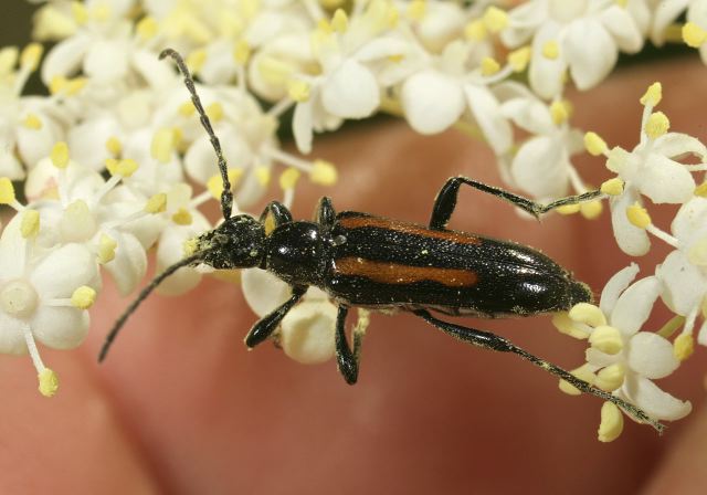 Strangalepta abbreviata Cerambycidae