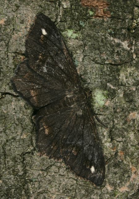 Hypagyrtis Geometridae